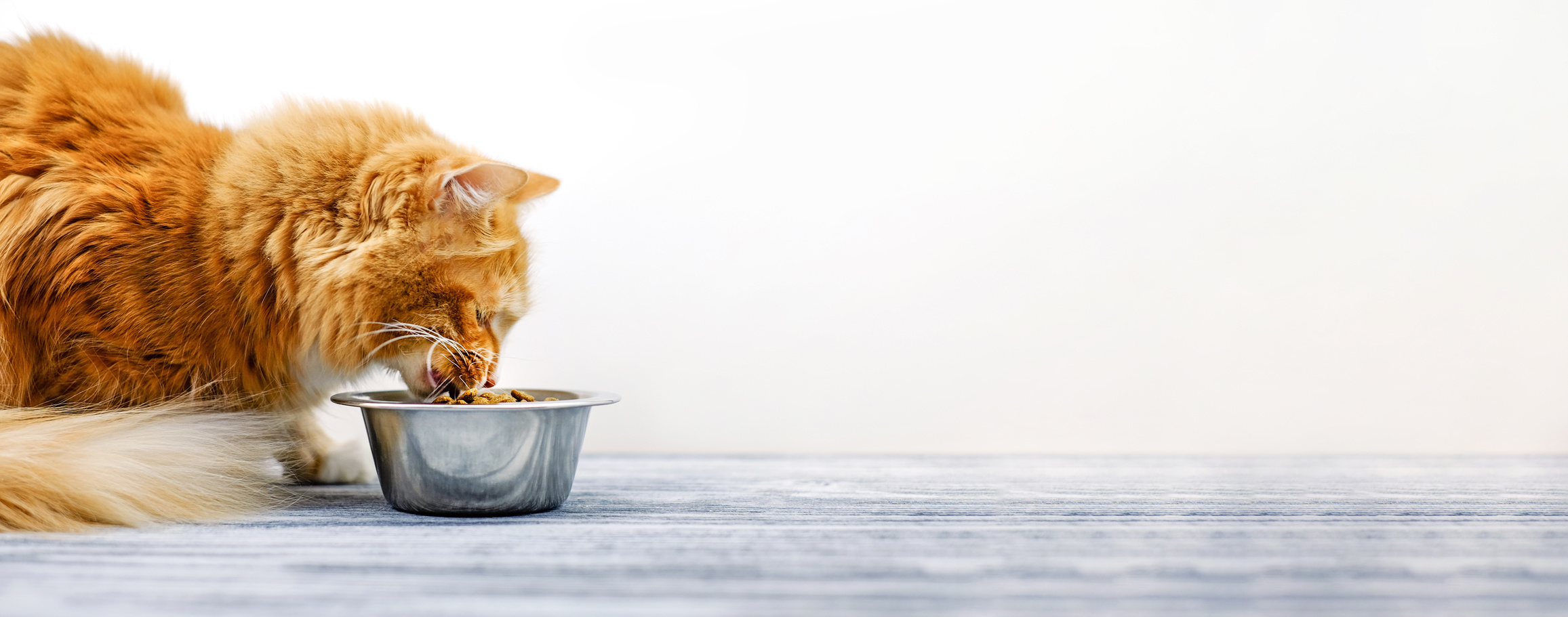 Ginger cat eating cat's food from a bowl. Banner, copy space